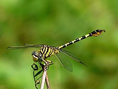 Lined Hooktail Paragomphus lineatus Male.jpg