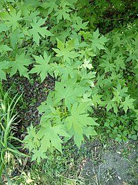 Foliage of Liquidambar orientalis Liquidambar orientalis arboretum Breuil 2.jpg