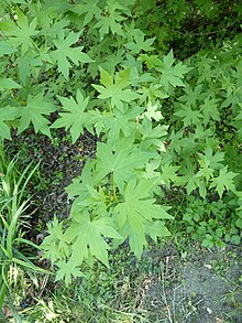 220px-Liquidambar_orientalis_arboretum_Breuil_2.jpg