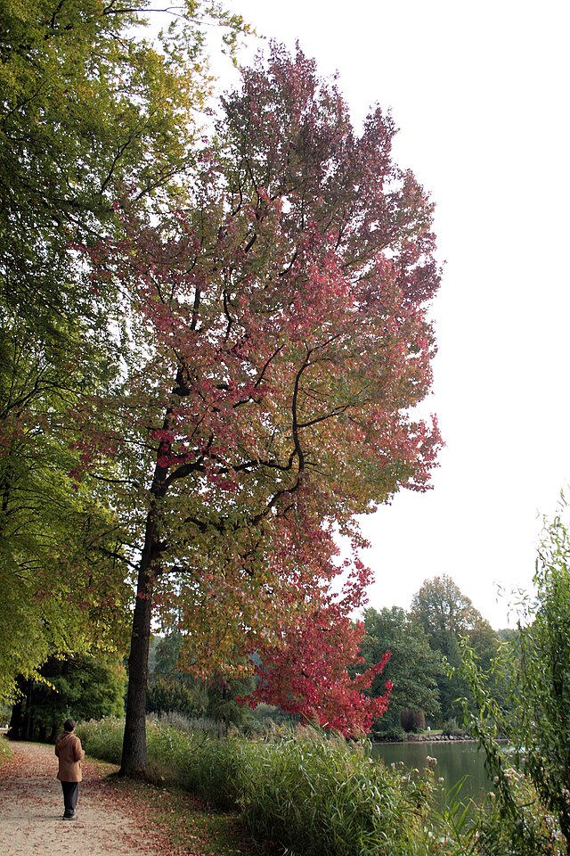 Description de l'image Liquidambar styraciflua - La Hulpe (1).JPG.