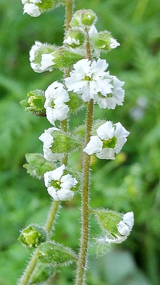 <i>Lithophragma maximum</i> Species of flowering plant