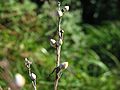 detail of Lithospermum officinale, on the german island Hiddensee, Photo by Kristian Peters