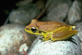 Litoria lesueurii