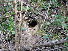 穴 - Wikipedia