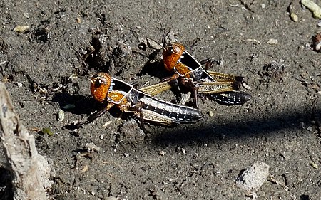 Locusta migratoria L3.jpg