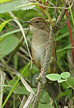 Thumbnail for Sichuan bush warbler