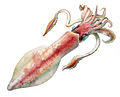Image 2 Loligo forbesii Illustration: Comingio Merculiano Loligo forbesii is a commercially important species of squid in the family Loliginidae. It can be found in the seas around Europe, its range extending through the Red Sea toward the East African coast. The squid lives at depths of 10 to 500 m (30 to 1,600 ft), feeding on fish, polychaetes, crustaceans, and other cephalopods. More selected pictures