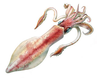 <i>Loligo forbesii</i> Species of cephalopods