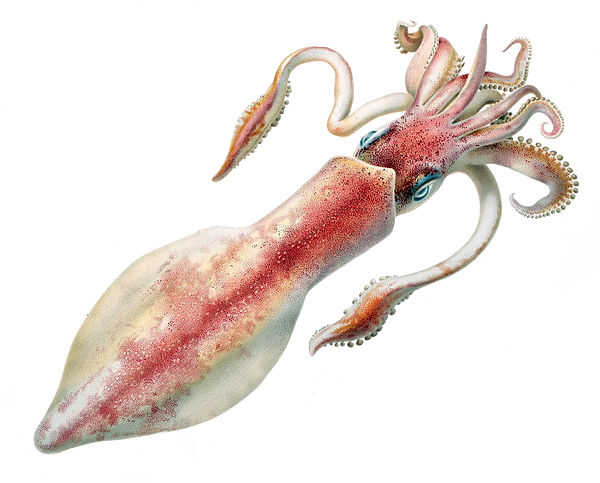 Giant axons of the longfin inshore squid (Doryteuthis pealeii) were crucial for scientists to understand the action potential.