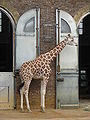 London Zoo 00887.jpg