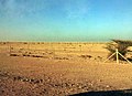 Lonely Tree ,Qatar Deserts - panoramio.jpg