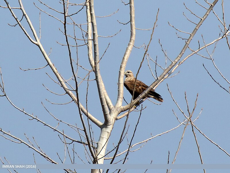 File:Long-legged Buzzard (Buteo rufinus) (25301024721).jpg