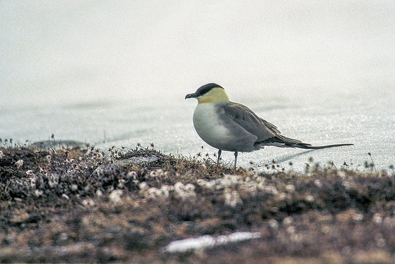 File:Long-tailed Skua (js) 26.jpg