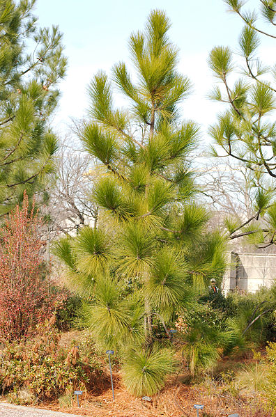 File:Longleaf Pine.jpg