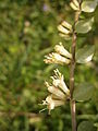 Lonicera pileata flowers