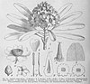 Lophira alata Natürl. Pflanzenfam. III. 6, fig. 74.jpg