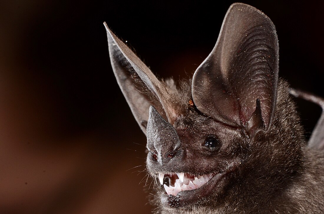 Pygmy round-eared bat