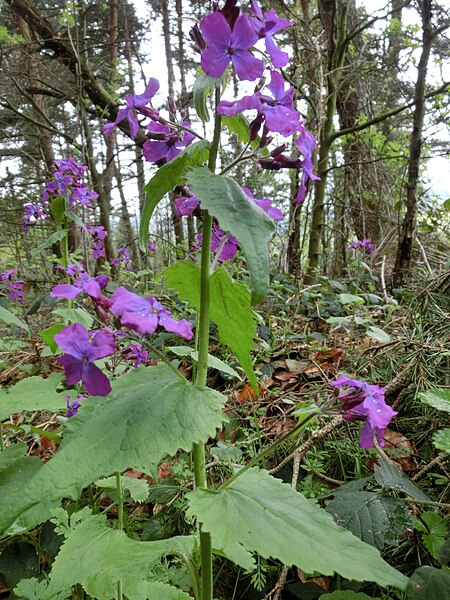 File:Lunaria annua (2).jpg