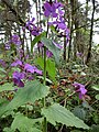 Lunaria annua (lunaire bisanuelle)