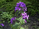 Lunaria annua flowers