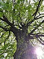 regiowiki:Datei:Lustenau-Hasenfeld-Quercus robur-06ESD.jpg