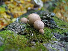 Lycoperdon Pyriforme.jpg