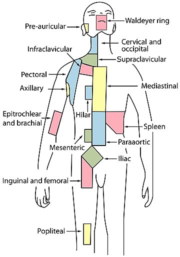 Système lymphatique