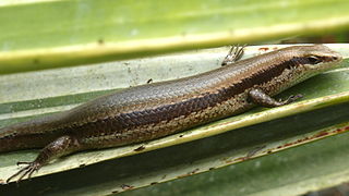 <i>Copeoglossum nigropunctatum</i> Species of lizard