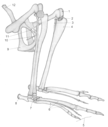 Skeleton of eastern grey kangaroo hind legs. Epipubic bones labeled as 10 Macropus major hind legs.png