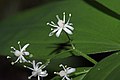 Maianthemum stellatum