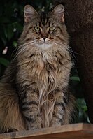 Maine Coon tabby .jpg