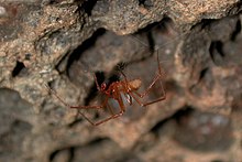 Male Nesticus sp. (Marshal Hedin).jpg