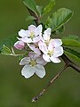 * Nomination Malus domestica flowers --Von.grzanka 18:32, 12 May 2011 (UTC) * Decline nice composition but DOF too short --Mbdortmund 19:58, 12 May 2011 (UTC)