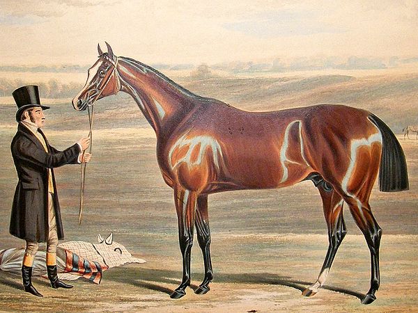 Mameluke (British horse)