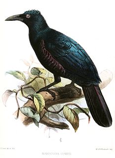 <span class="mw-page-title-main">Manucode</span> Genus of birds