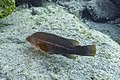 * Nomination Ballan wrasse (Labrus bergylta), Monte da Guia, Faial Island, Azores, Portugal --Poco a poco 06:43, 17 September 2021 (UTC) * Promotion  Support Good quality. --Ermell 06:59, 17 September 2021 (UTC)