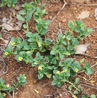 <i>Mecardonia</i> Genus of flowering plants