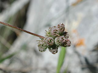 <i>Medicago coronata</i> Species of legume