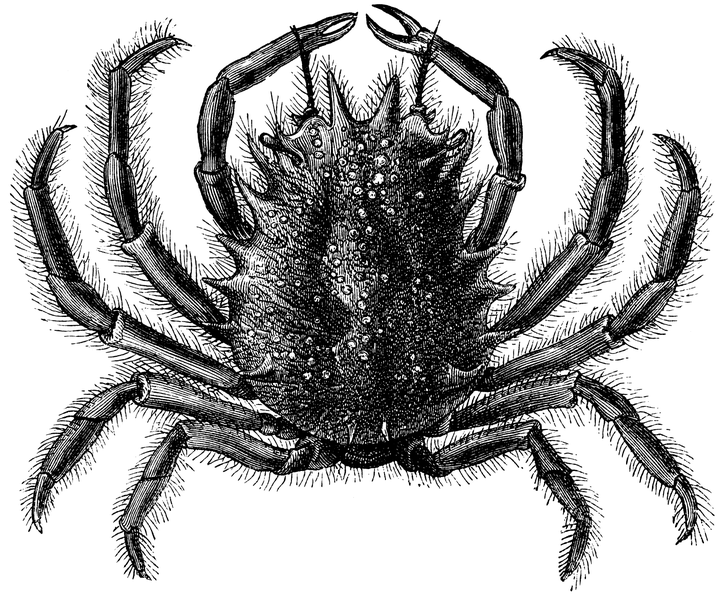 File:Meerspinne.png