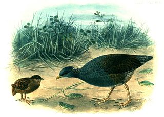 <span class="mw-page-title-main">Tongan megapode</span> Species of bird