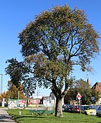 Whitebeam