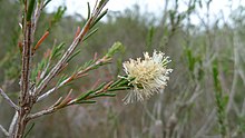 Цветок Melaleuca parvistaminea (8216987976) .jpg