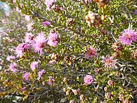 Melaleuca rigidifolia