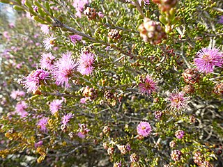 <i>Melaleuca rigidifolia</i> Species of shrub