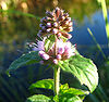 Mentha aquatica (2005 09 18) - uitsnede.jpg