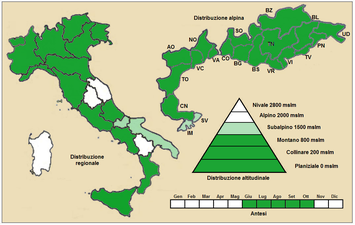 Utbredning i Italien. Till höger förstoring av alpregionen. Bigrammen är förkortningar för kommunernas namn. "Antesi" = Blomningstid.