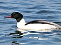 "Mergus_merganser_merganser_(male).jpg" by User:Alpsdake