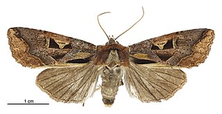 <i>Meterana grandiosa</i> Species of moth