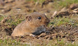 Bavarian short-eared mouse