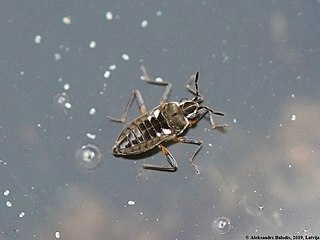 <i>Microvelia buenoi</i> Species of true bug